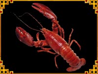 Homard